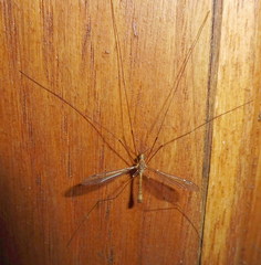 Tipula sarajevensis