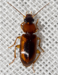 Stenolophus dissimilis