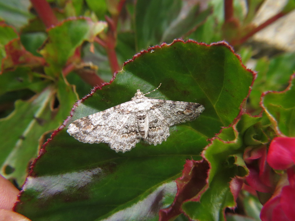 Cleora concentraria