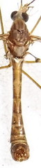 Tipula sarajevensis