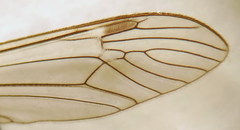 Tipula sarajevensis