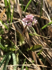 Valeriana dioica