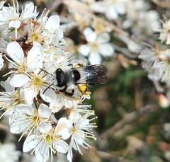 Andrena cineraria
