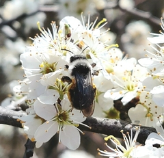 Andrena cineraria