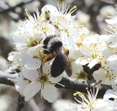 Andrena cineraria