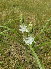 Ornithogalum