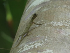 Draco