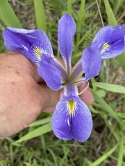 Iris hexagona