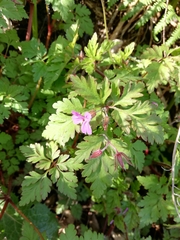 Geranium robertianum