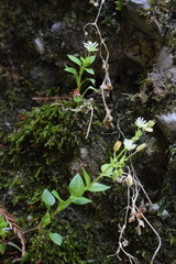 Stellaria ruderalis