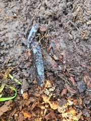 Ambystoma 'unisexual complex'