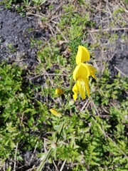 Cytisus scoparius