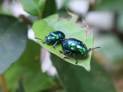 Platycorynus chalybaeus