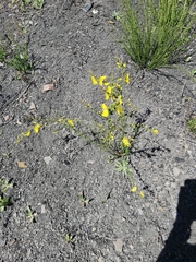 Cytisus scoparius