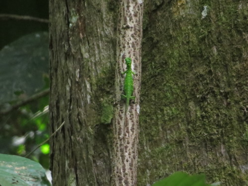 Bartlett’s Flying Dragon, Draco cornutus