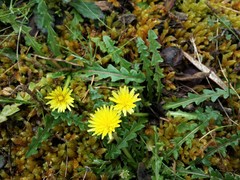 Taraxacum cygnorum