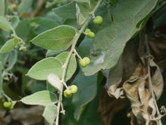 Cocculus hirsutus