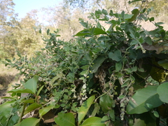Cocculus hirsutus