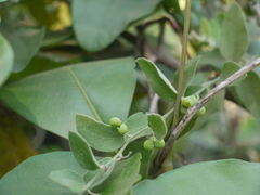 Cocculus hirsutus