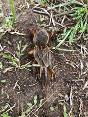 Gryllotalpa gryllotalpa