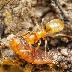 Lasius flavus