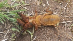 Gryllotalpa gryllotalpa