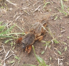 Gryllotalpa gryllotalpa