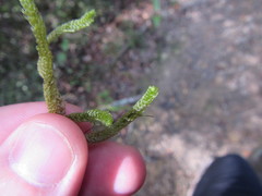 Cladomnion ericoides