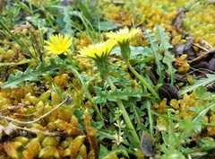 Taraxacum cygnorum