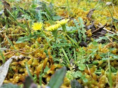 Taraxacum cygnorum