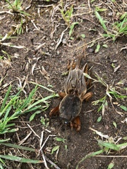 Gryllotalpa gryllotalpa