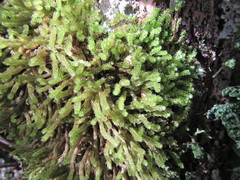 Cladomnion ericoides