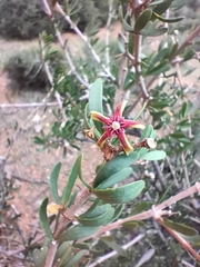 Periploca laevigata angustifolia
