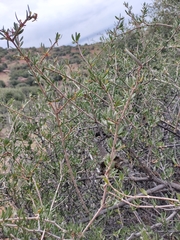 Periploca laevigata angustifolia