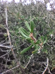 Periploca laevigata angustifolia