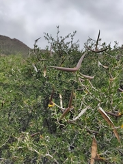 Periploca laevigata angustifolia