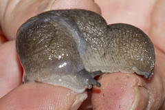 Tandonia pageti