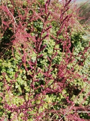 Tamarix gallica