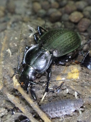 Carabus vinctus