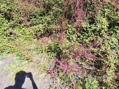 Tamarix gallica