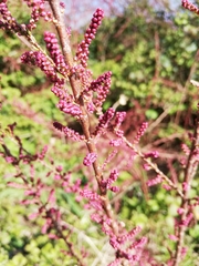 Tamarix gallica