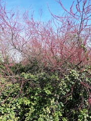 Tamarix gallica