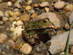 Lithobates kauffeldi
