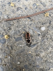 Physopelta gutta gutta