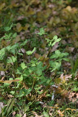 Trifolium pratense