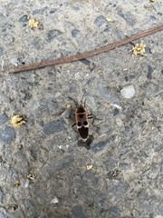 Physopelta gutta gutta