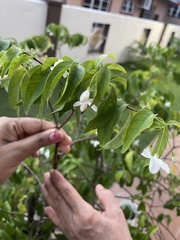 Wrightia religiosa