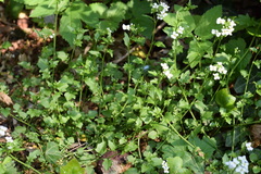 Arabidopsis halleri