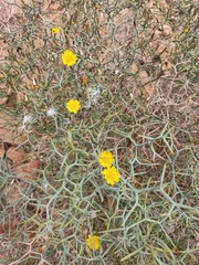 Launaea arborescens