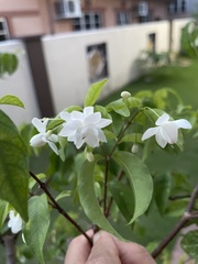 Wrightia religiosa